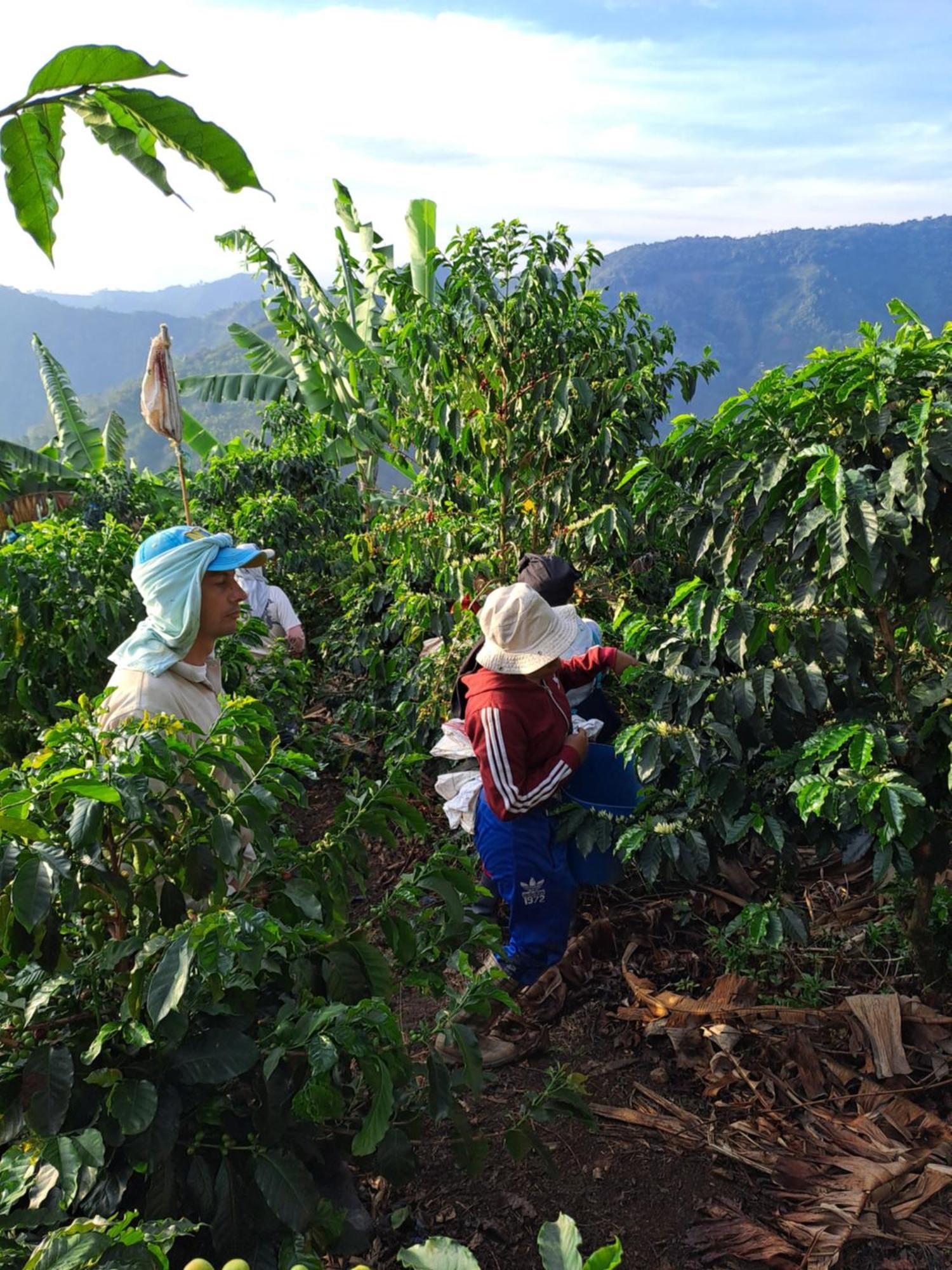 Finca La Manchuria Salgar  Eksteriør billede